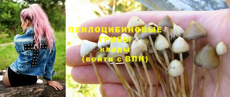 Псилоцибиновые грибы Magic Shrooms  как найти закладки  Клинцы 